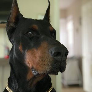 Meet your Posher, Fernanda